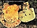 Buglossoporus quercinus-amf2119